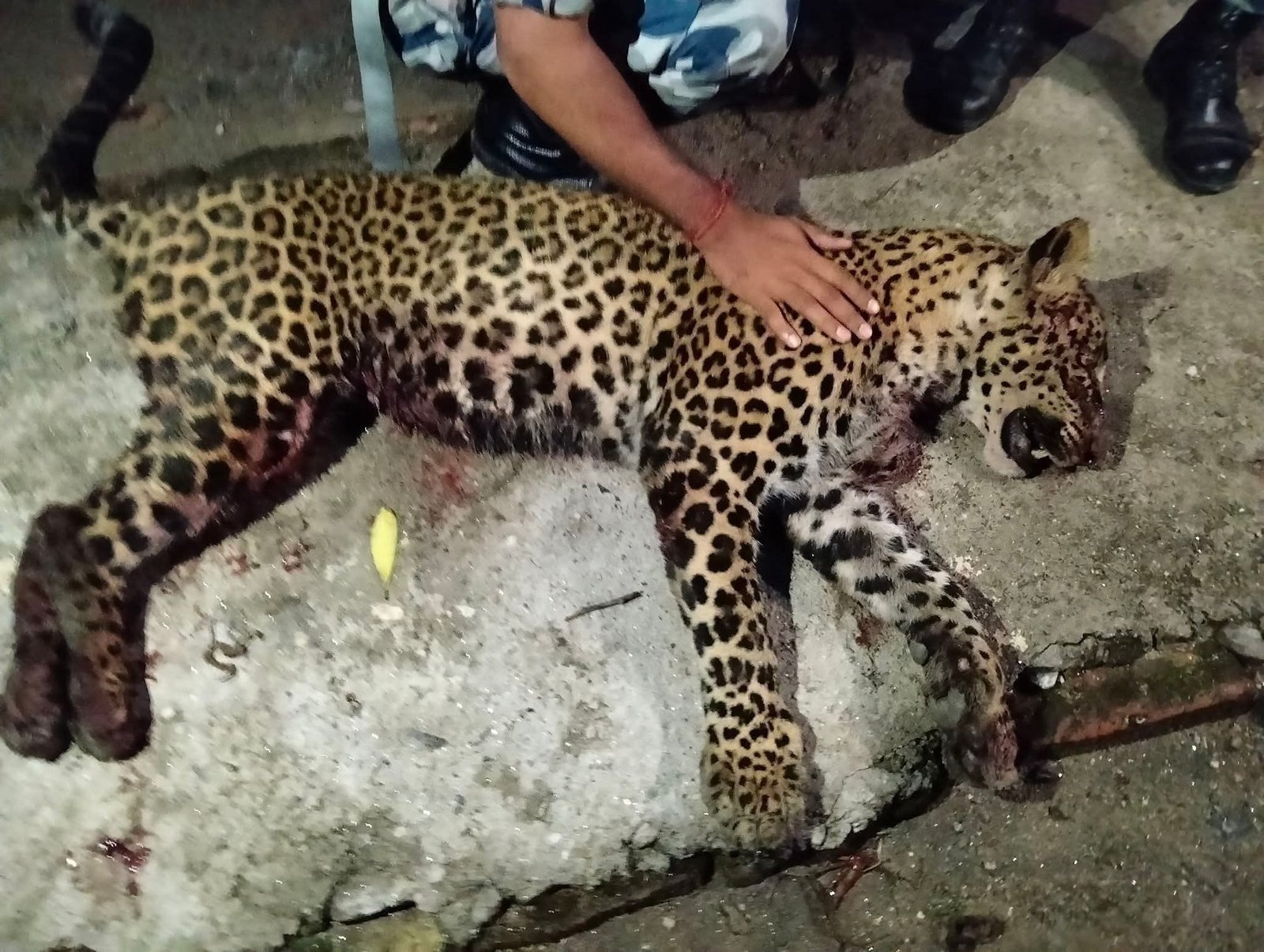 वन्यजन्तु संरक्षणमा चुनौती: चितुवा घटनाले उठायो पशु अधिकारको प्रश्न