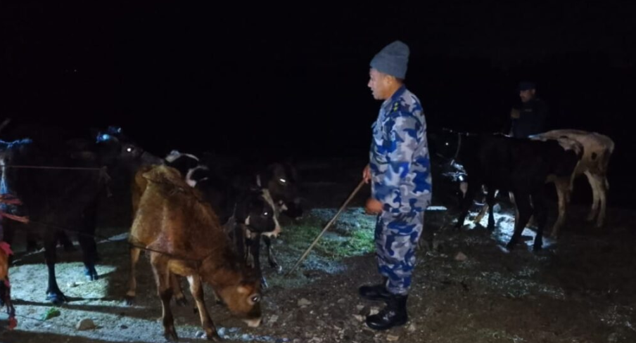 गाई गोरु तस्करी नियन्त्रणमा सक्रिय बन्दै प्रहरी