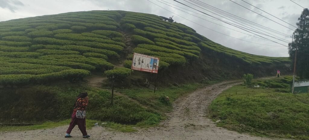 नेपाली चिया निर्यातमा नयाँ चुनौती: भारतको कडाइले बढ्यो चिन्ता