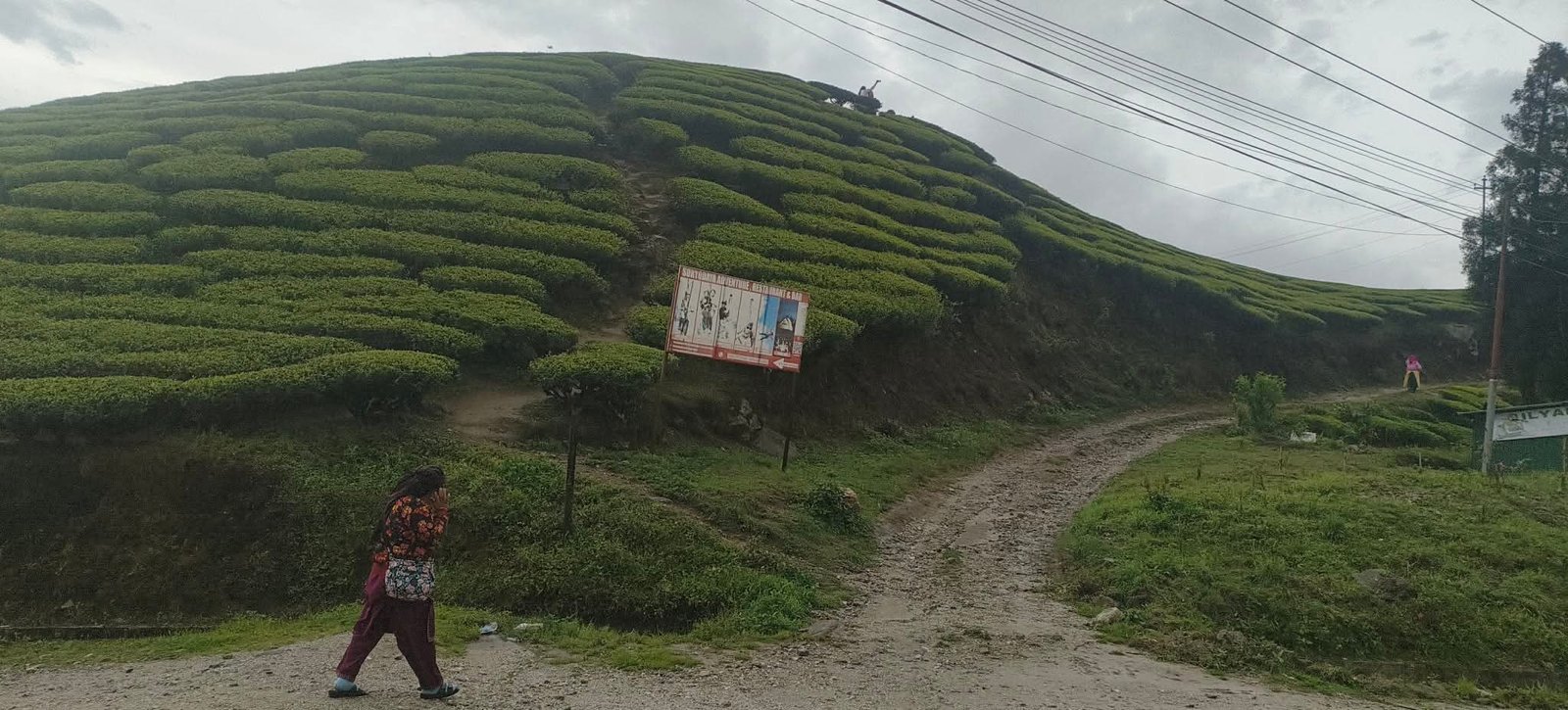 नेपाली चिया निर्यातमा नयाँ चुनौती: भारतको कडाइले बढ्यो चिन्ता