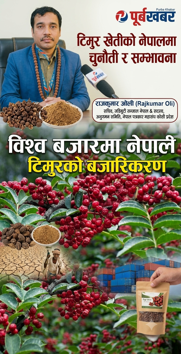 विदेशमा बढ्दो मागसँगै नेपालमा टिमुर खेती विस्तारको सम्भावना, व्यावसायिक व्यवस्थापनमा जोड