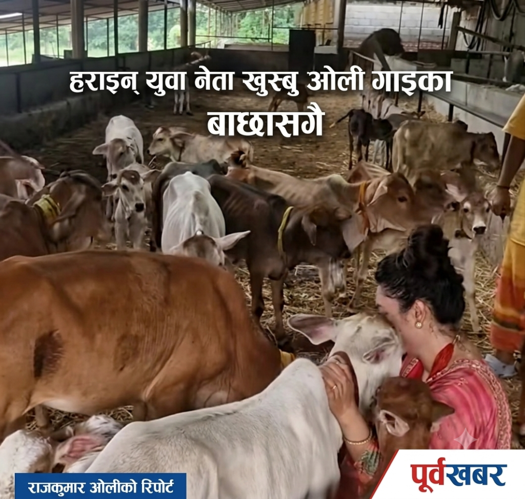 गाईका बाछासँग ‘हराइन्’ खुस्बु ओली